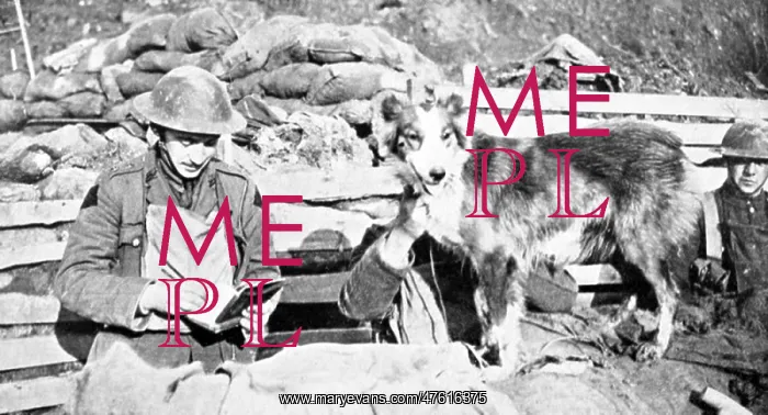 : 'WWI, 'Nell' British Messenger Dog' : 'WWI, 'Nell' British Messenger Dog'