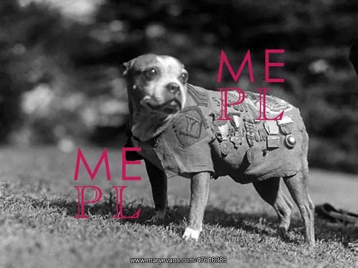 : WWI, Sergeant Stubby, American War Dog : WWI, Sergeant Stubby, American War Dog
