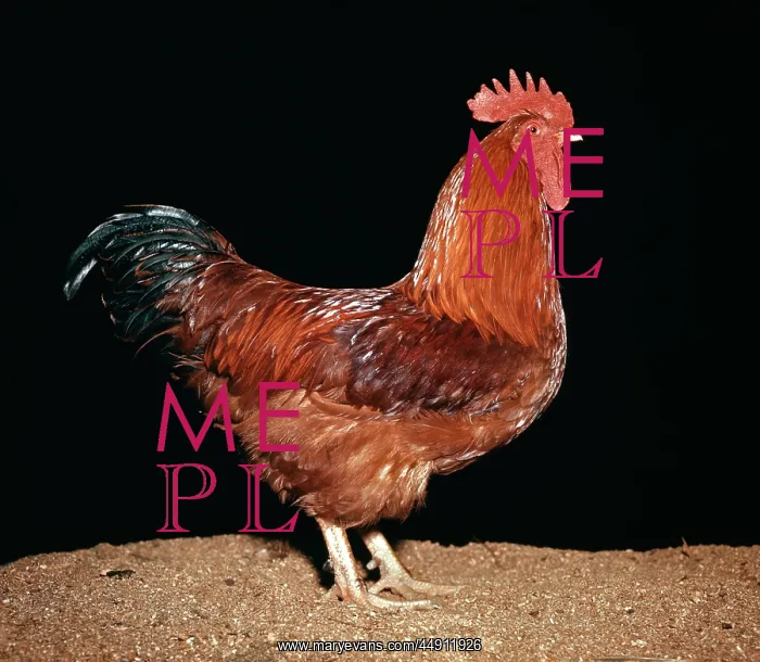  : Wyandotte Cock Rooster