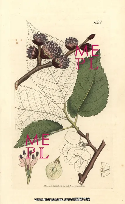 : Wych elm or Scots elm, Ulmus glabra : Wych elm or Scots elm, Ulmus glabra