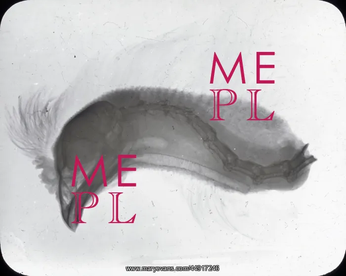 : X-Ray - Bird's Head showing crest : X-Ray - Bird's Head showing crest