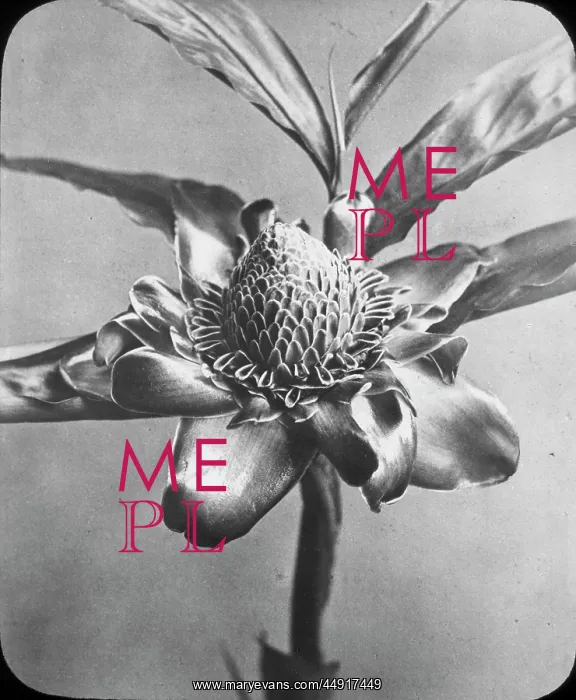 : X-Ray - Blossom : X-Ray - Blossom