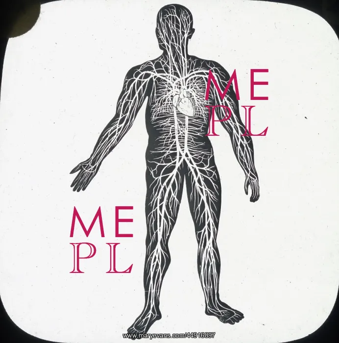 : X-Ray - Circulatory System of Human : X-Ray - Circulatory System of Human