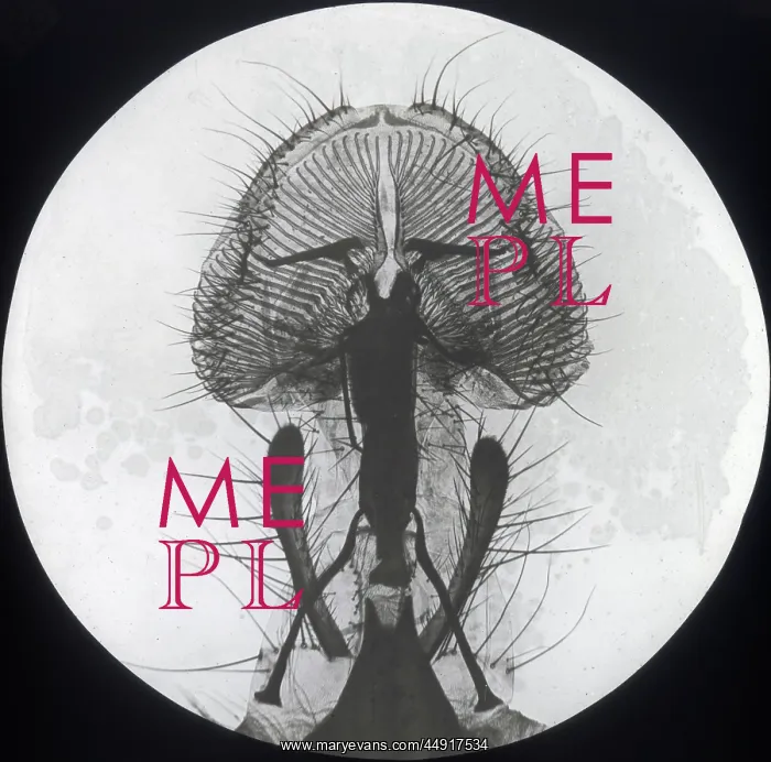 : X-Ray - Close-up X-ray view of a Blow Fly Proboscis : X-Ray - Close-up X-ray view of a Blow Fly Proboscis