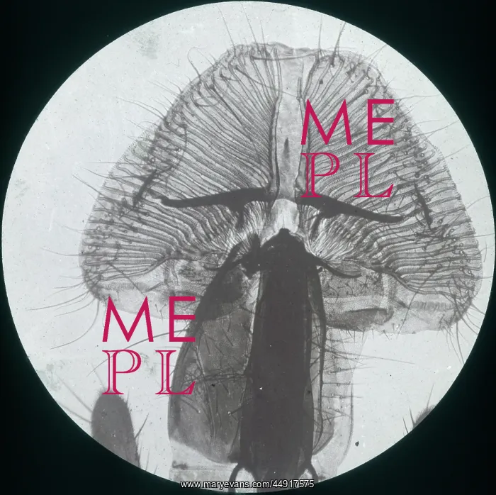 : X-Ray - Close-up X-ray view of a Blow Fly Proboscis : X-Ray - Close-up X-ray view of a Blow Fly Proboscis