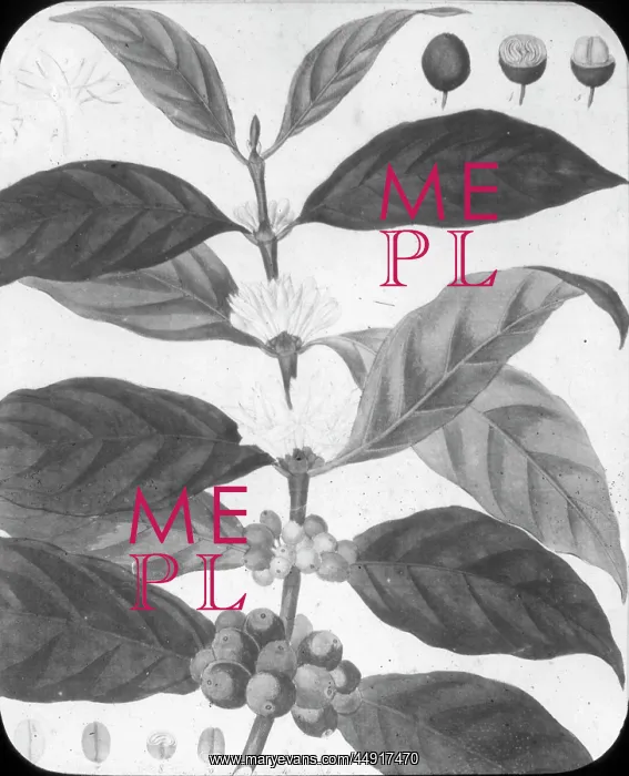 : X-Ray - Coffee Blossom : X-Ray - Coffee Blossom
