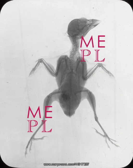 : X-Ray - Common House Sparrow : X-Ray - Common House Sparrow