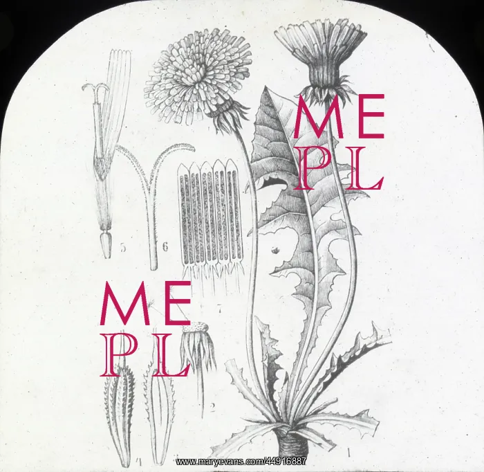 : X-Ray - Dandelion : X-Ray - Dandelion