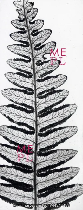 : X-Ray - Fern : X-Ray - Fern