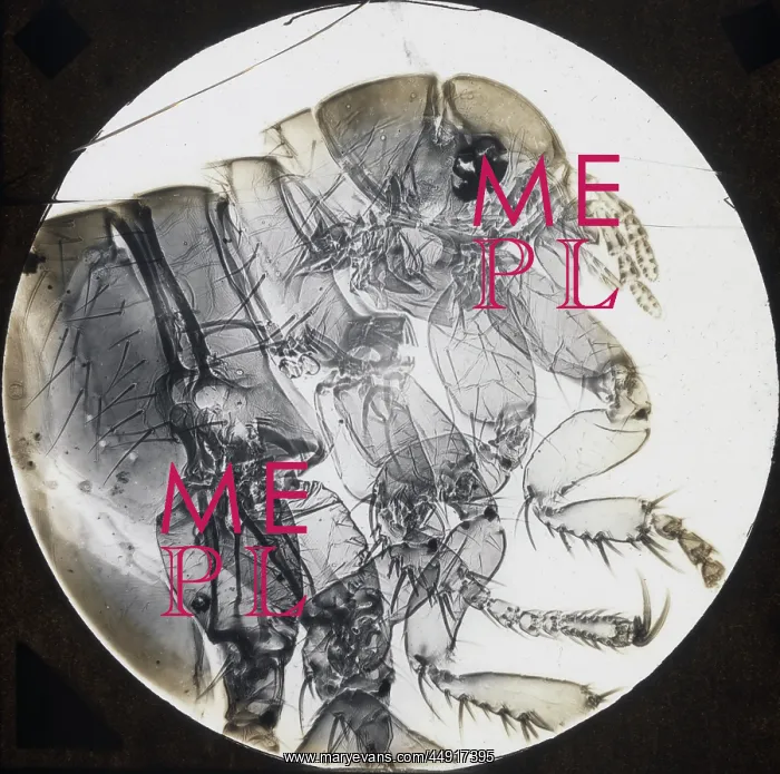 : X-Ray - Flea : X-Ray - Flea