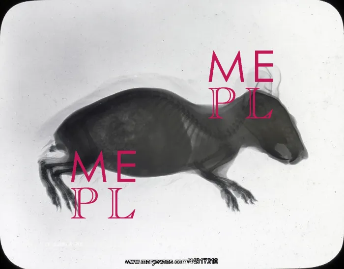 : X-Ray - Guinea Pig : X-Ray - Guinea Pig