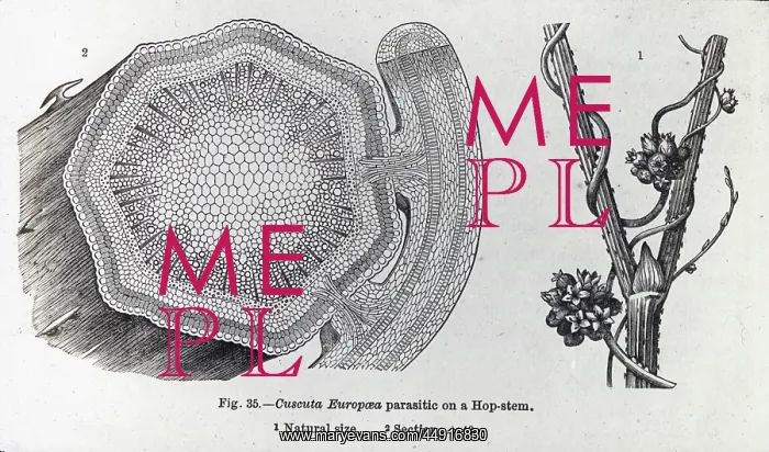 : X-Ray - Hop Stem Parasite - Section of plant : X-Ray - Hop Stem Parasite - Section of plant