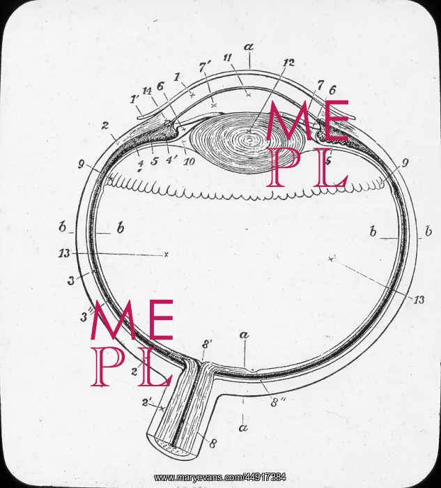 : X-Ray - Horizontal Section of the eyeball : X-Ray - Horizontal Section of the eyeball