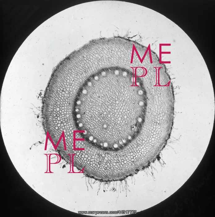 : X-Ray - Internal structire of a plant cell : X-Ray - Internal structire of a plant cell