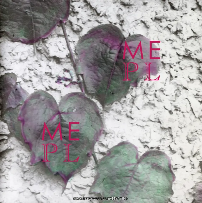 : X-Ray - Ivy : X-Ray - Ivy
