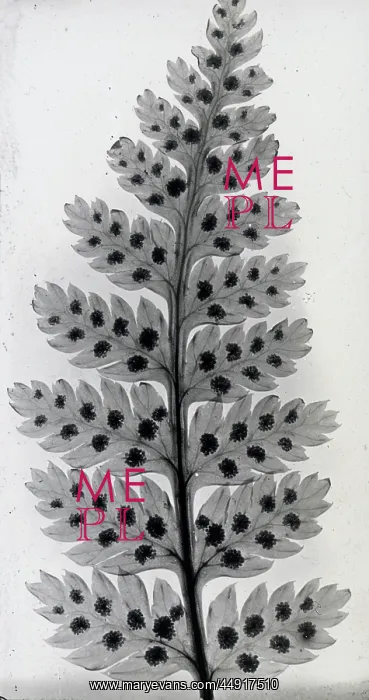 : X-Ray - Leaves and Seeds : X-Ray - Leaves and Seeds