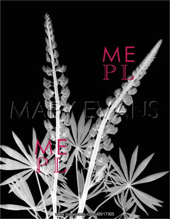  : X-RAY OF LUPINS