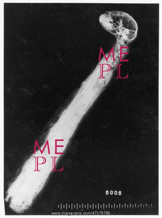 : X-ray of a mummified cat : X-ray of a mummified cat