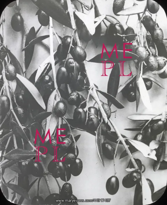 : X-Ray - Olives : X-Ray - Olives