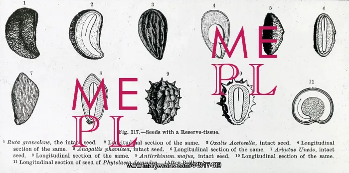 : X-Ray - Pictures of 11 different seeds : X-Ray - Pictures of 11 different seeds