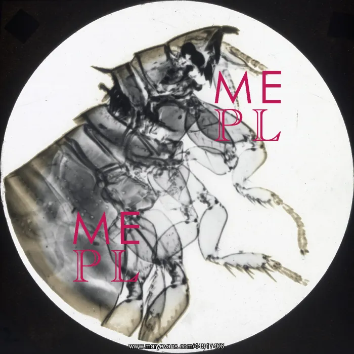 : X-Ray - Rabbit Flea : X-Ray - Rabbit Flea