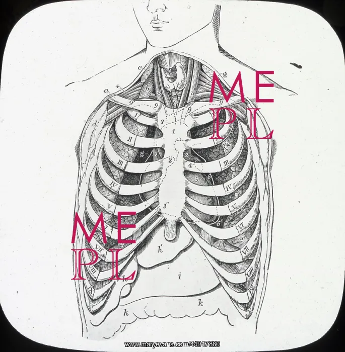 : X-Ray - Ribcage and internal organs of the upper abdomen : X-Ray - Ribcage and internal organs of the upper abdomen