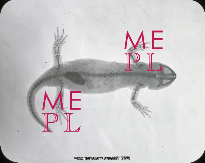 : X-Ray - Salamander : X-Ray - Salamander