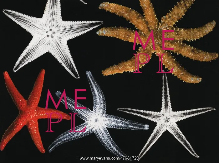 : X-ray of two sea stars : X-ray of two sea stars