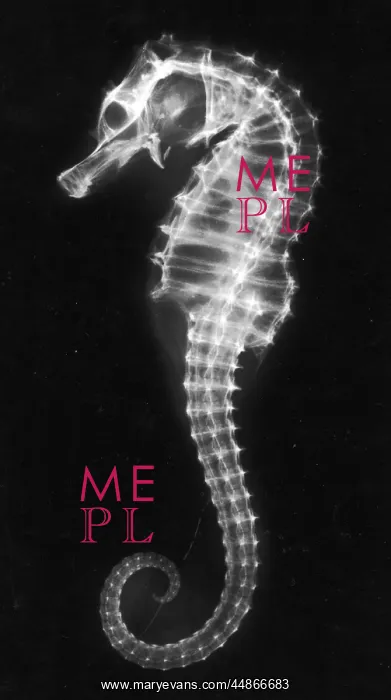  : X-RAY OF A SEAHORSE