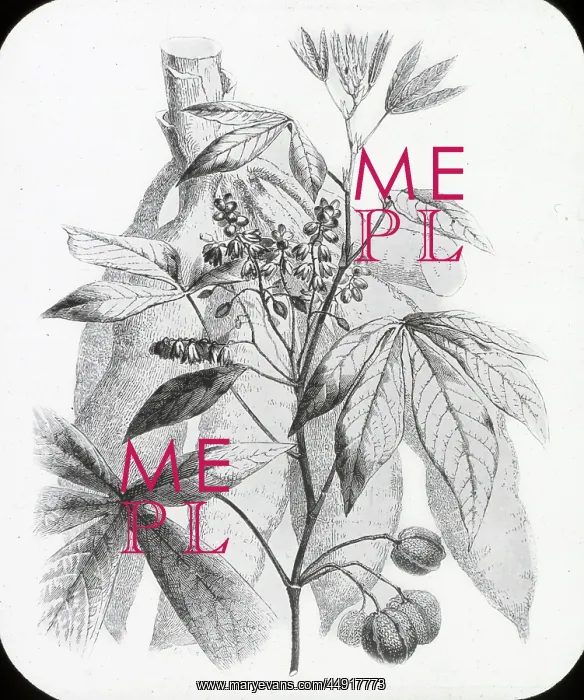 : X-Ray - Tapioca Plant : X-Ray - Tapioca Plant