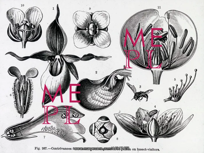 : X-Ray - Various Pollination Models : X-Ray - Various Pollination Models