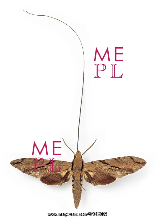 : Xanthopan morganii praedicta, sphinx moth : Xanthopan morganii praedicta, sphinx moth