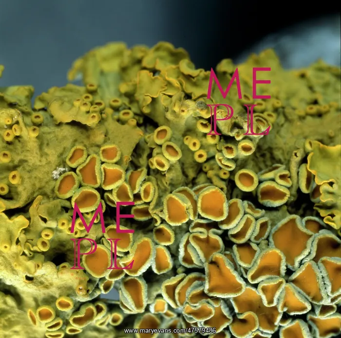 : Xanthoria parietina, lichen : Xanthoria parietina, lichen