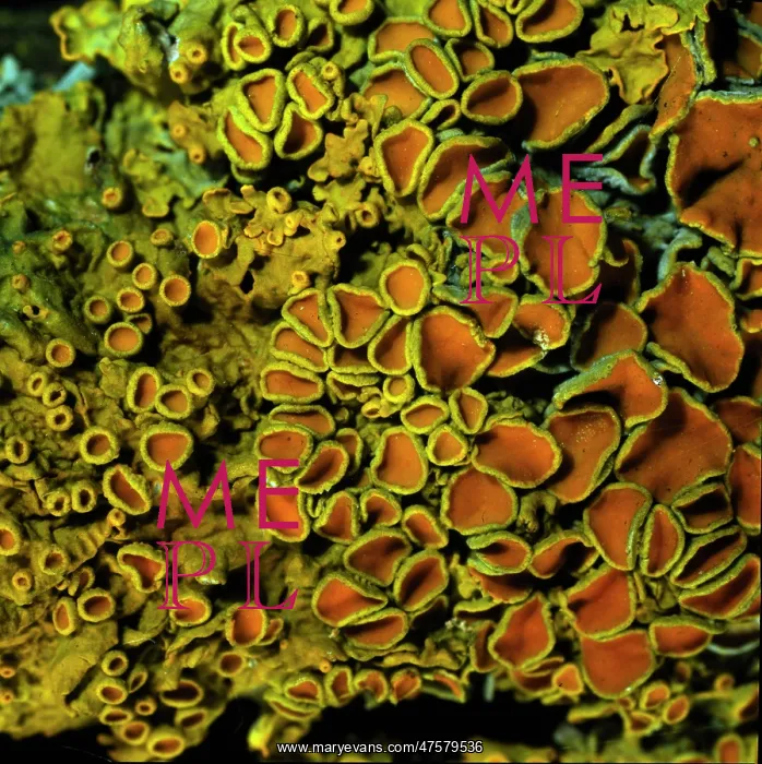 : Xanthoria parietina, lichen : Xanthoria parietina, lichen