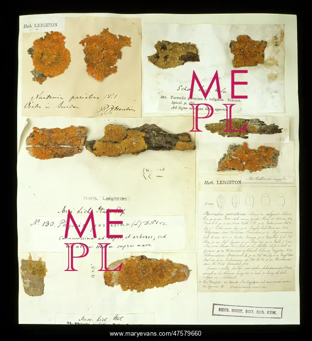 : Xanthoria parietina, lichen : Xanthoria parietina, lichen
