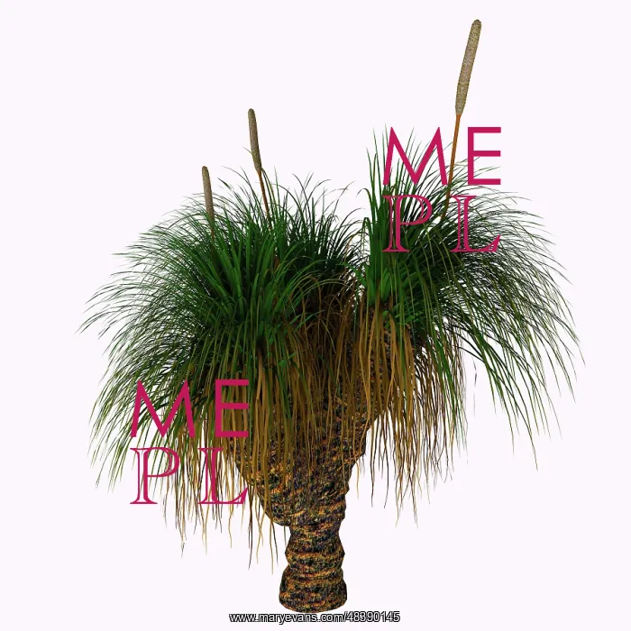 : Xanthorrhoea australis plant native to Australia : Xanthorrhoea australis plant native to Australia