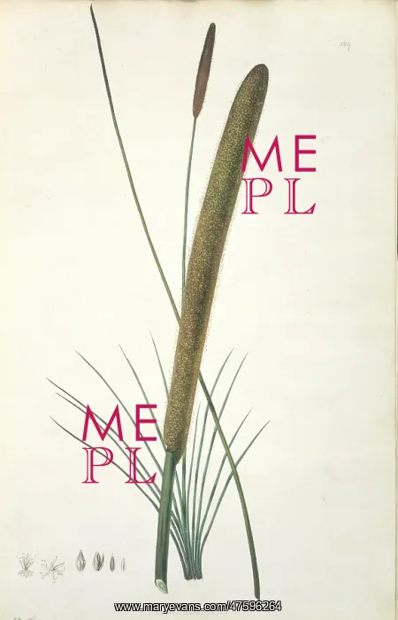 : Xanthorrhoea resinosa, grass tree : Xanthorrhoea resinosa, grass tree
