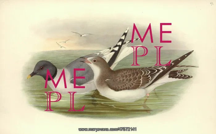 : Xema sabini, Sabine's gull : Xema sabini, Sabine's gull