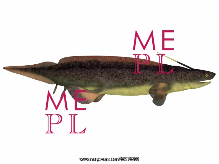 : Xenacanthus, a prehistoric shark from the Devonian and ? : Xenacanthus, a prehistoric shark from the Devonian and ?