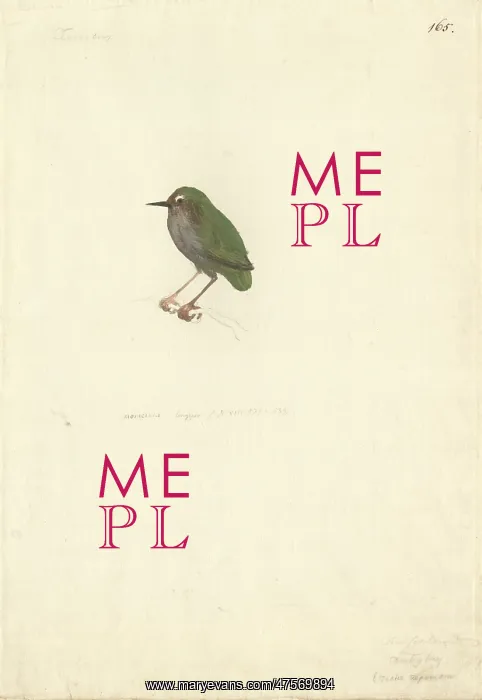: Xenicus longiceps, bush wren : Xenicus longiceps, bush wren
