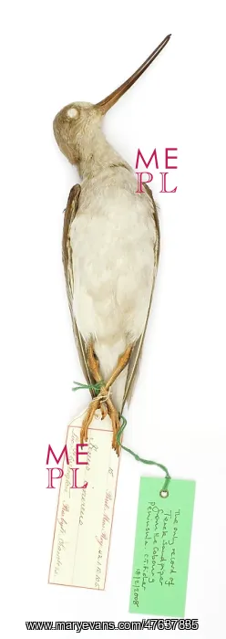 : Xenus cinereus : Xenus cinereus