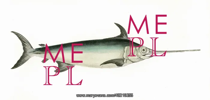 : Xiphias gladius, or Swordfish : Xiphias gladius, or Swordfish