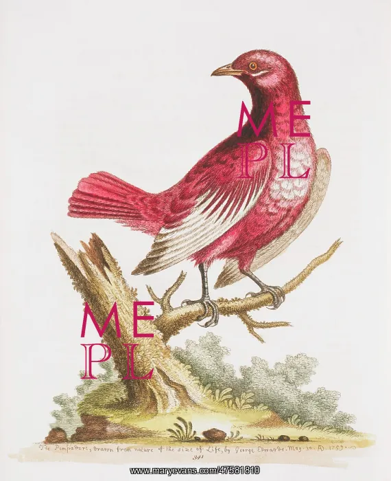  : Xipholena punicea, pompadour cotinga