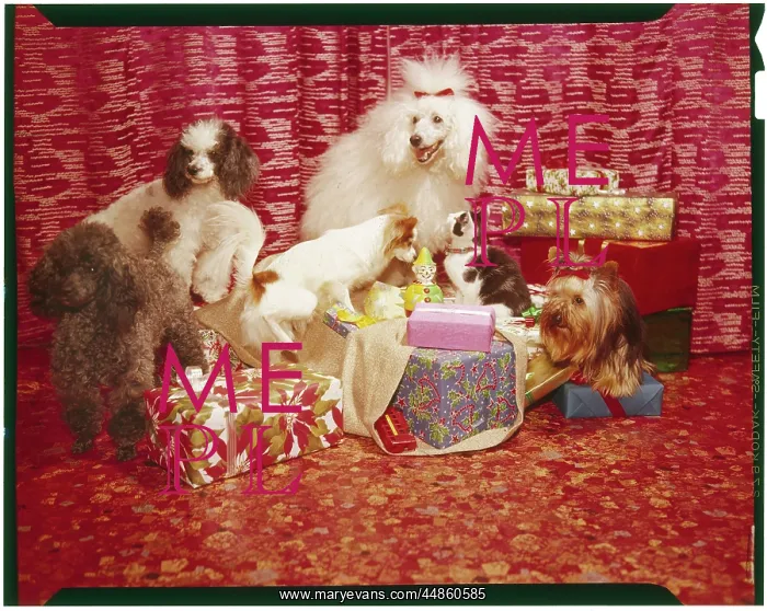  : XMAS PRESENTS & DOGS