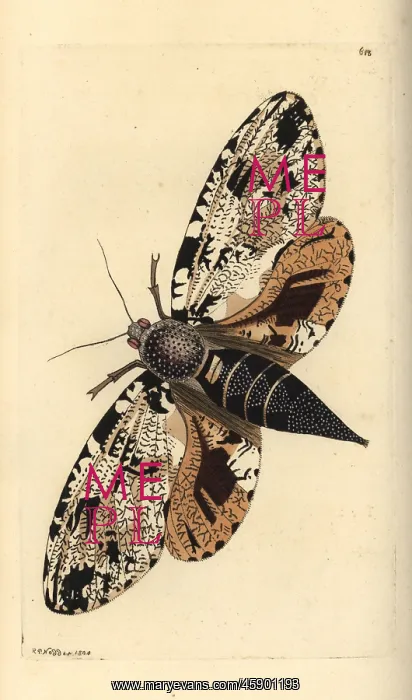 : Xyleutes strix moth : Xyleutes strix moth