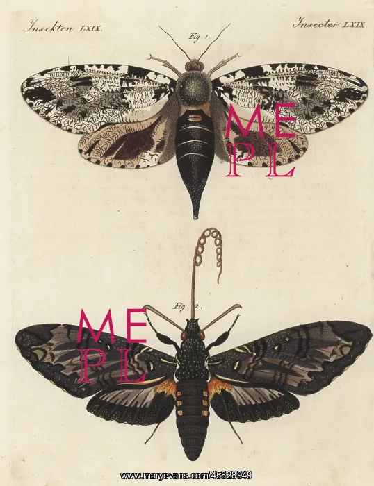 : Xyleutes strix moth and giant sphinx moth : Xyleutes strix moth and giant sphinx moth