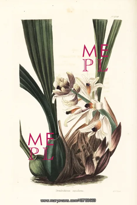 : Xylobium squalens orchid : Xylobium squalens orchid