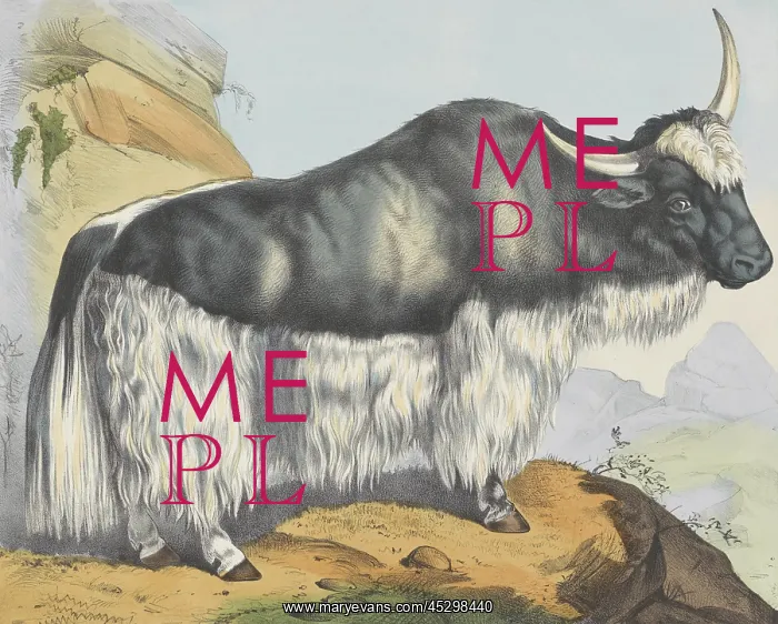 : A Yak in a Rocky Landscape : A Yak in a Rocky Landscape