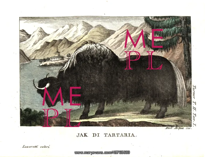 : The Yak of Tartary, after George Stubbs : The Yak of Tartary, after George Stubbs
