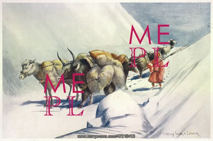 : YAKS CARRY WOOL TO INDIA : YAKS CARRY WOOL TO INDIA